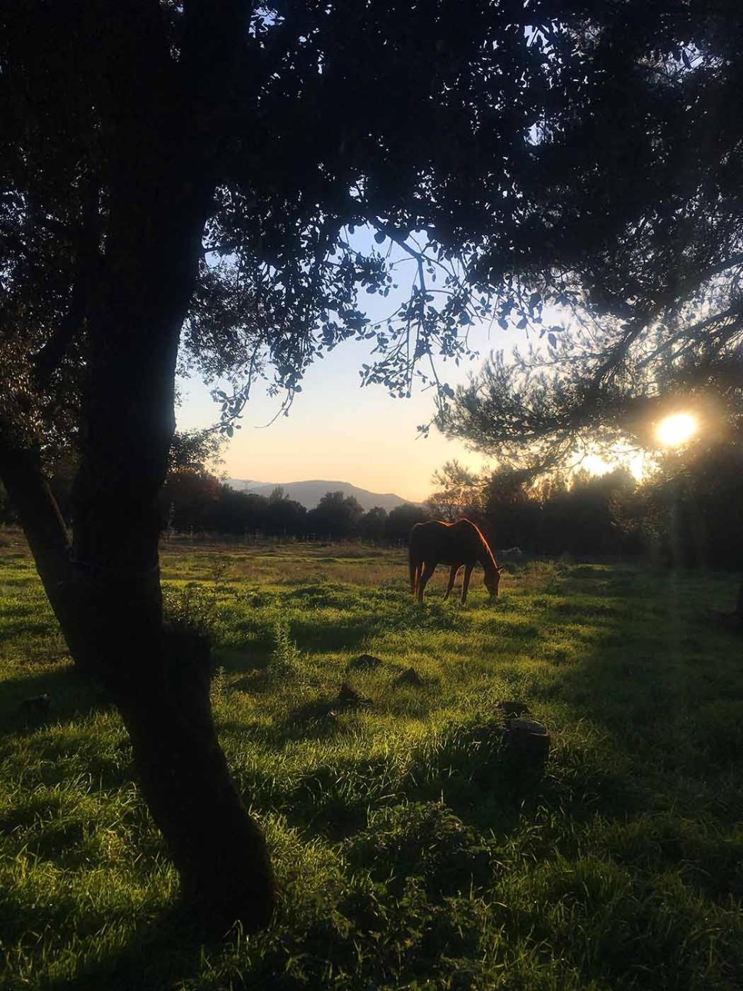 Vila Centre Mediation Equine La Daouste Jouques Exteriér fotografie