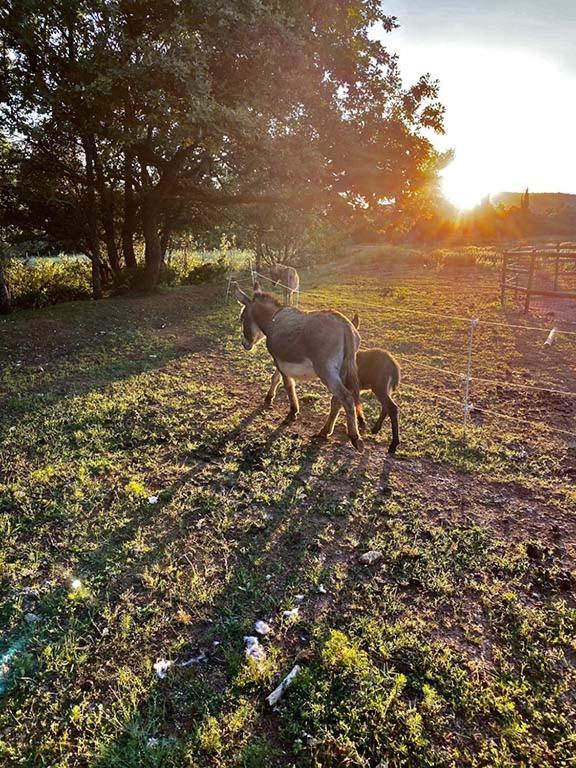 Vila Centre Mediation Equine La Daouste Jouques Exteriér fotografie