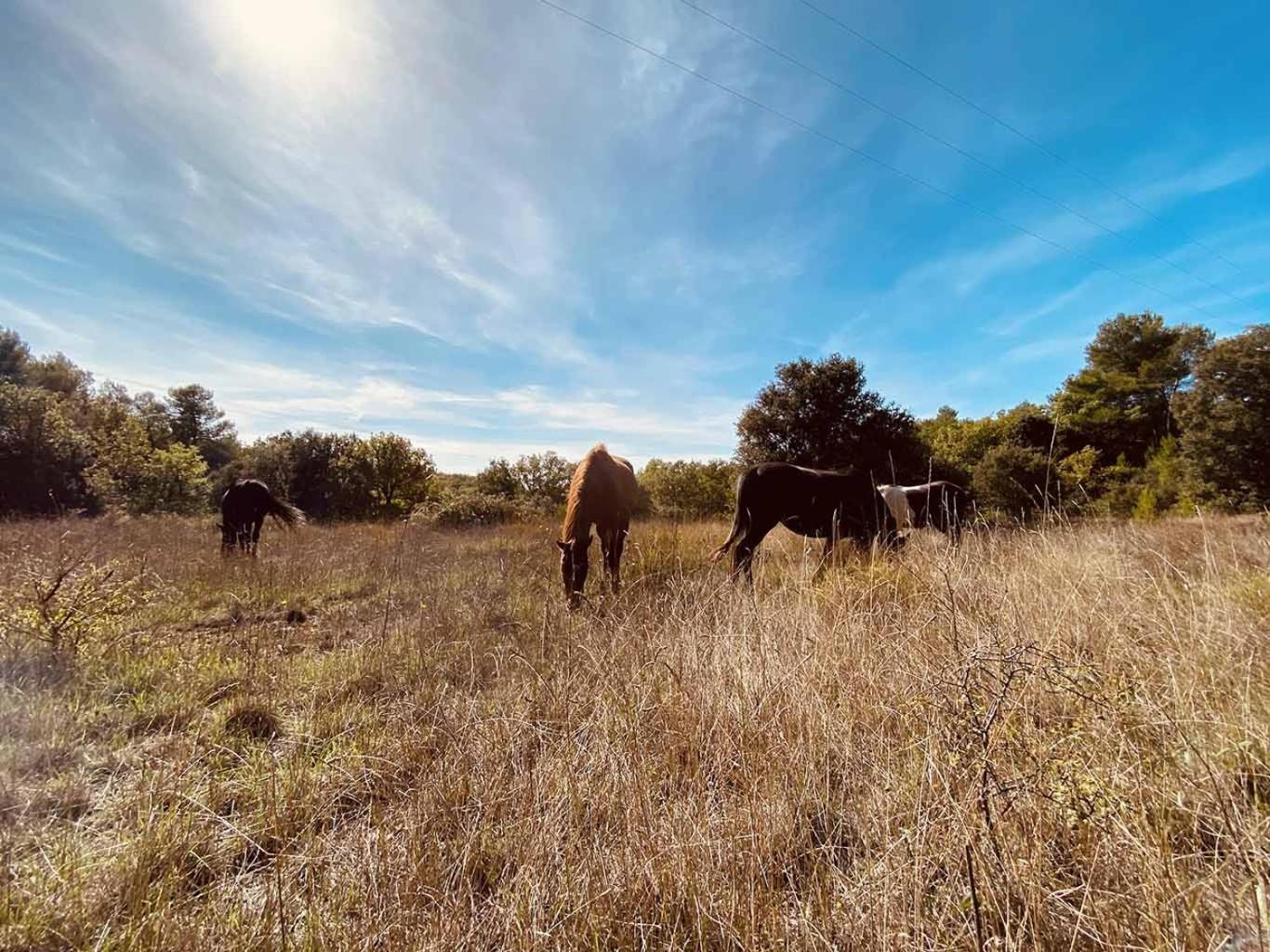 Vila Centre Mediation Equine La Daouste Jouques Exteriér fotografie