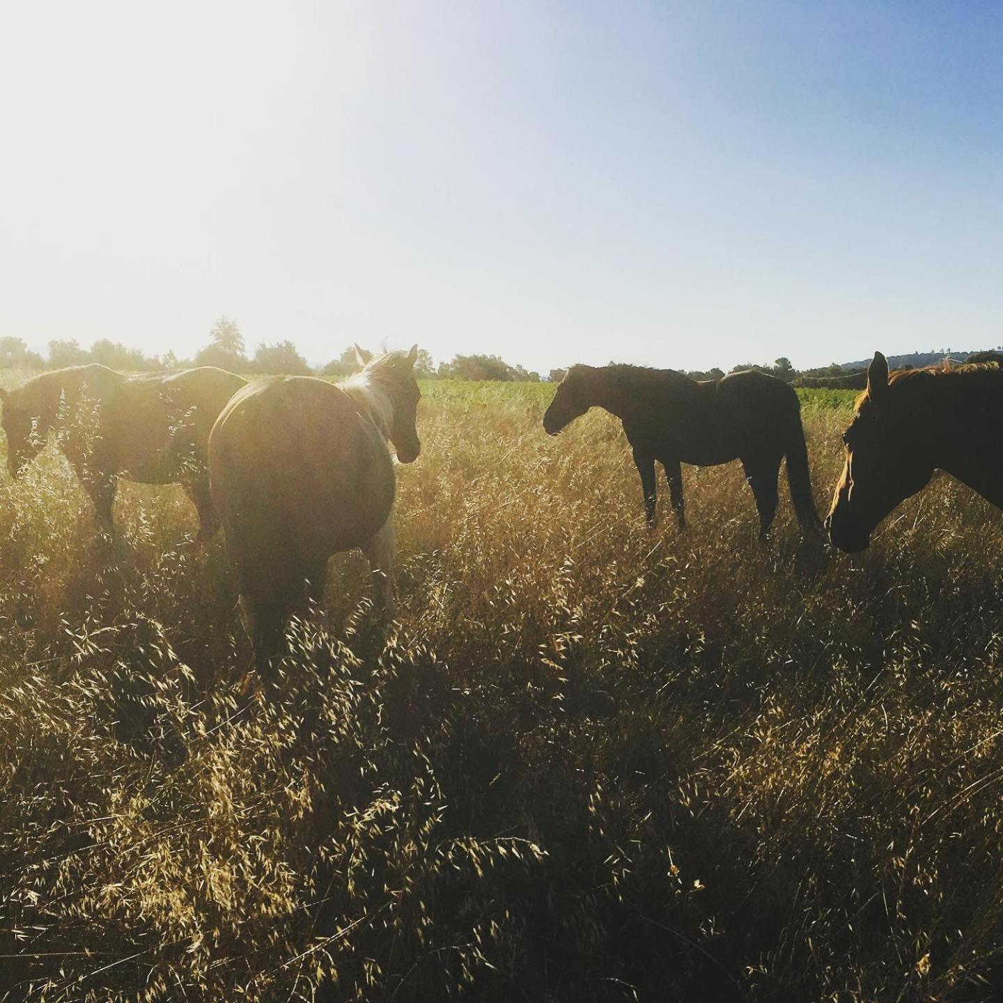 Vila Centre Mediation Equine La Daouste Jouques Exteriér fotografie